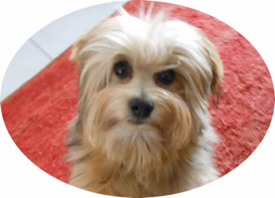 Qamil du haut des Monts