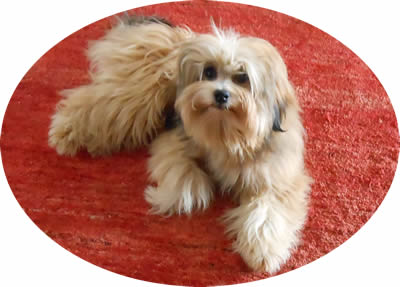 Qamil du haut des Monts