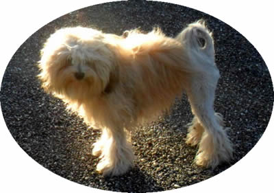 Qamil du haut des Monts