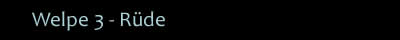 Welpe 3 - Rüde